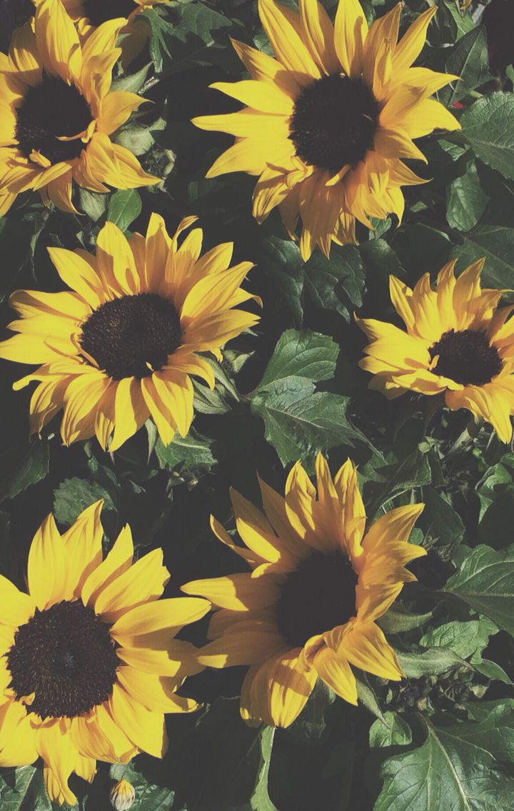 Anniehallw ☻ Sunflower Iphone Wallpaper, Yellow Flowers, - Iphone Wallpaper Sunflower Aesthetic , HD Wallpaper & Backgrounds