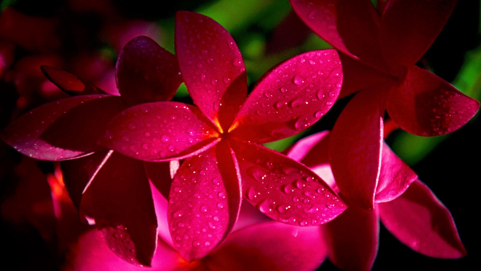 Flower, Beautiful Flowers, Flowers Wallpaper, Flowers, - Red Plumeria , HD Wallpaper & Backgrounds