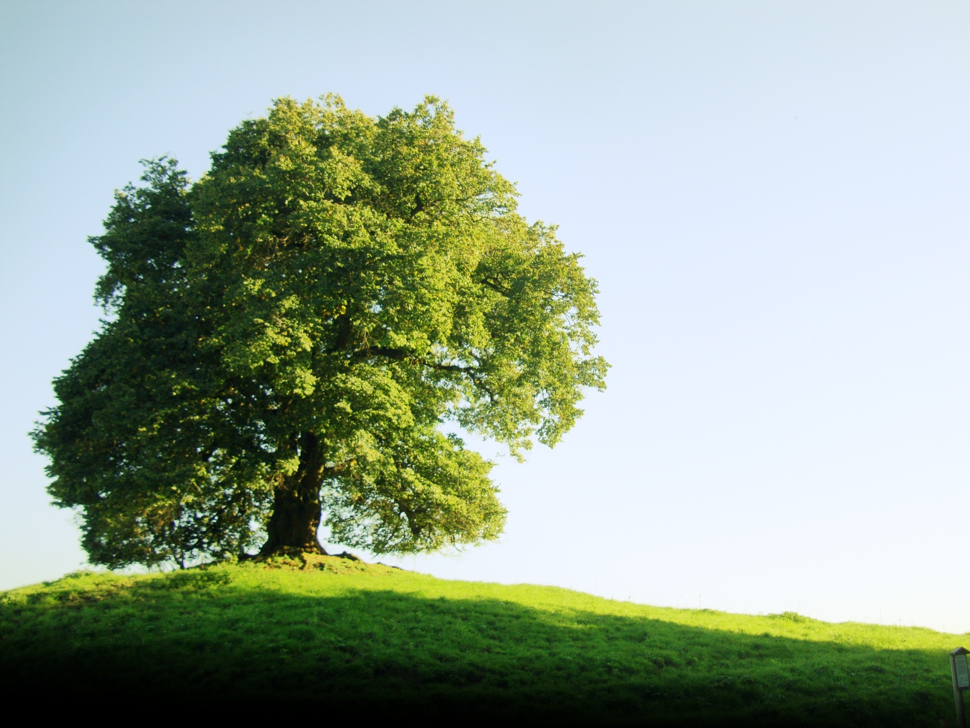 Green Tree Desktop Wallpaper - Green Tree , HD Wallpaper & Backgrounds