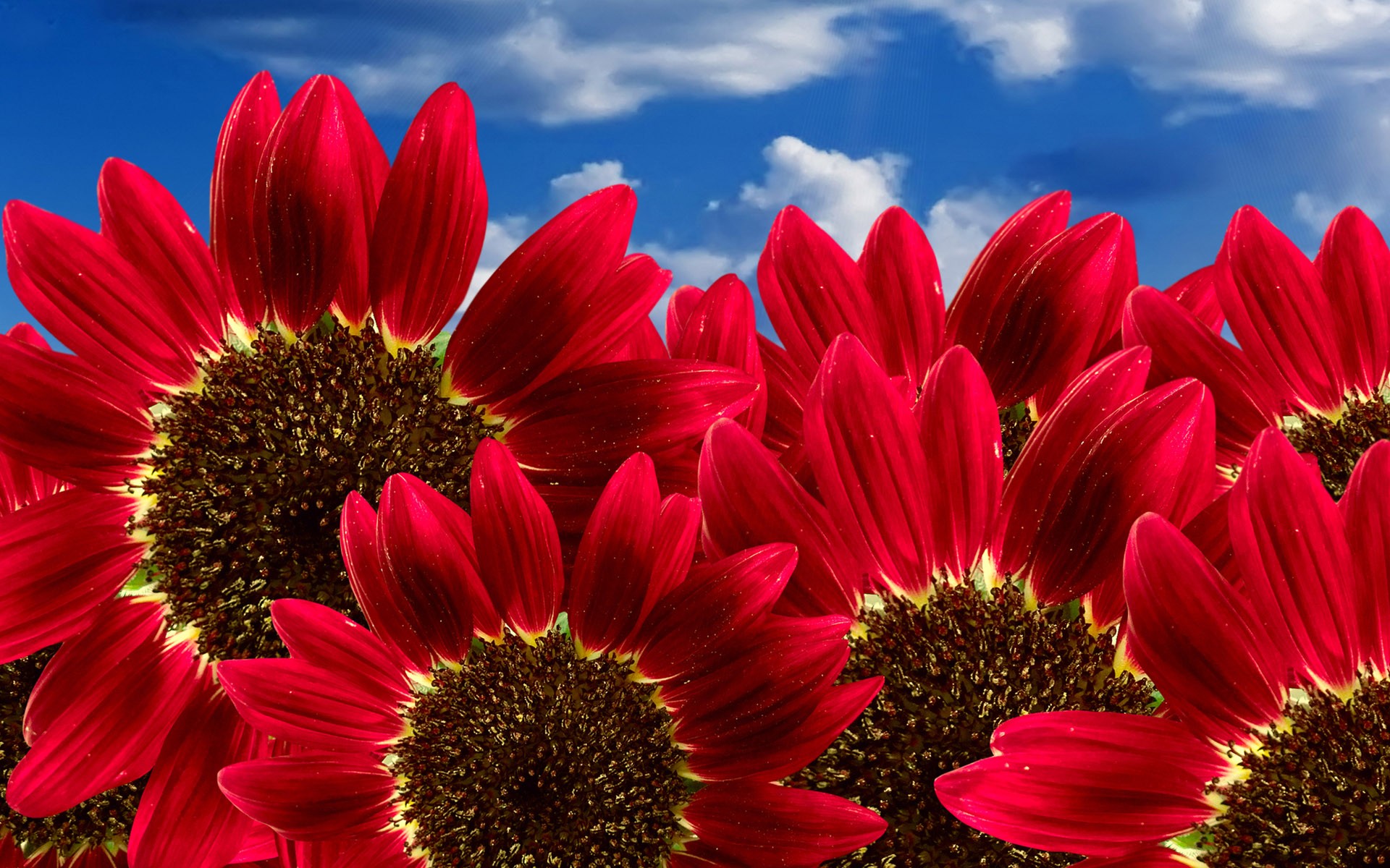 Sun Flower Wallpaper Download , HD Wallpaper & Backgrounds