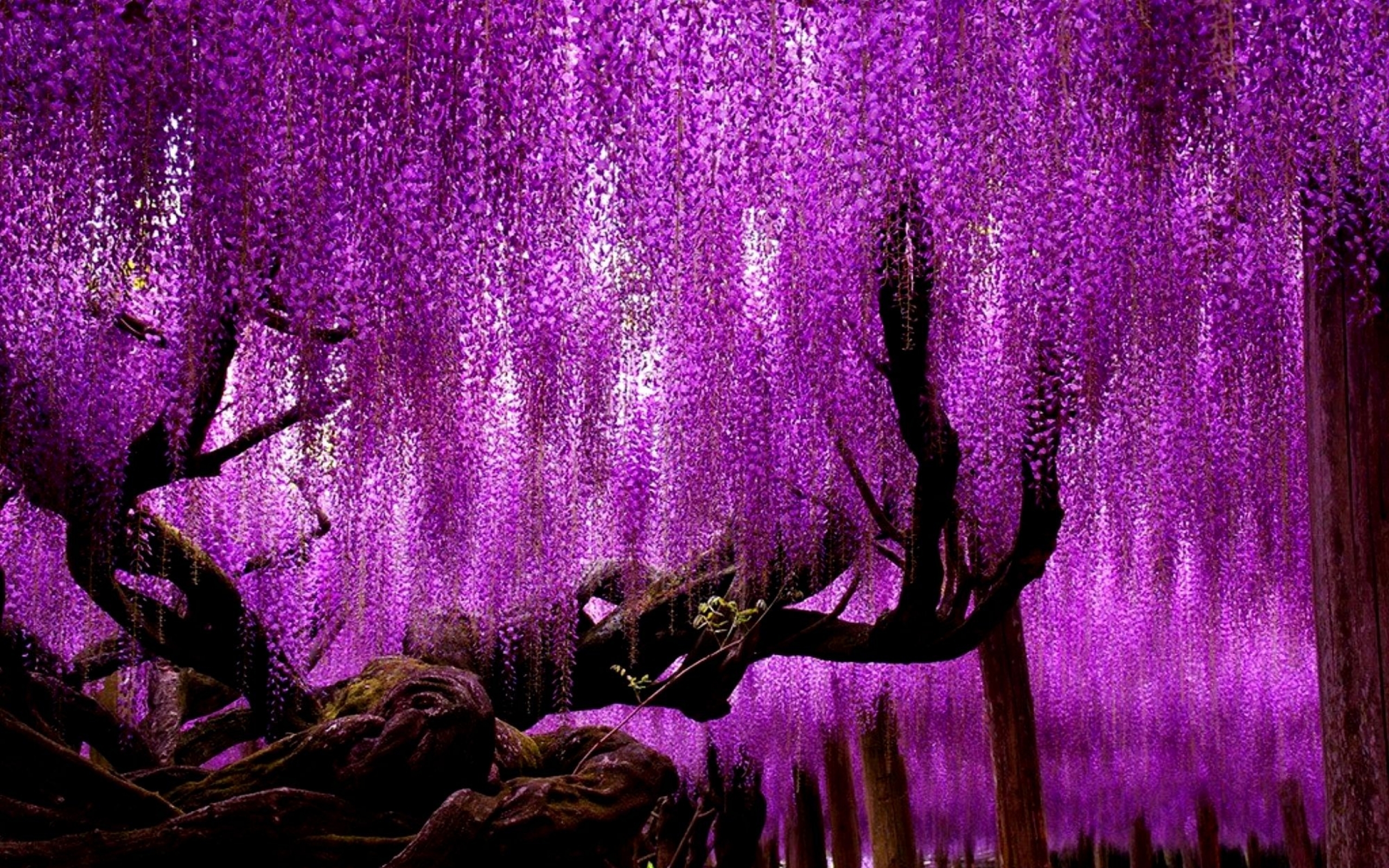 Purple Flowers Wisteria Tree Wallpaper - Wisteria Japan , HD Wallpaper & Backgrounds