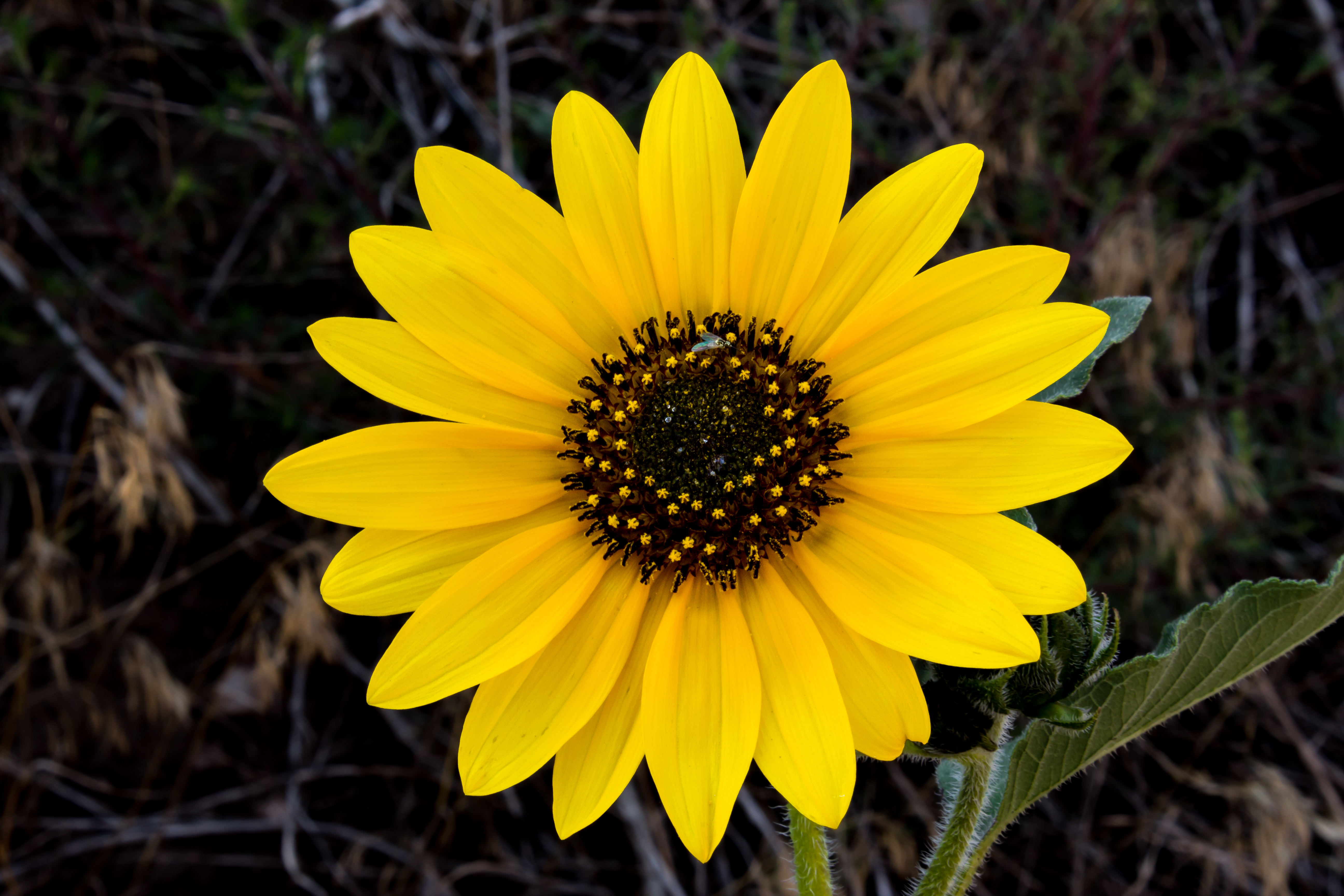 Single Sunflower Wallpaper - Single Sunflower Hd , HD Wallpaper & Backgrounds