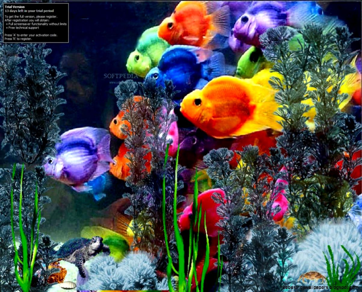Microsoft Fish Screensaver Wallpaper , HD Wallpaper & Backgrounds