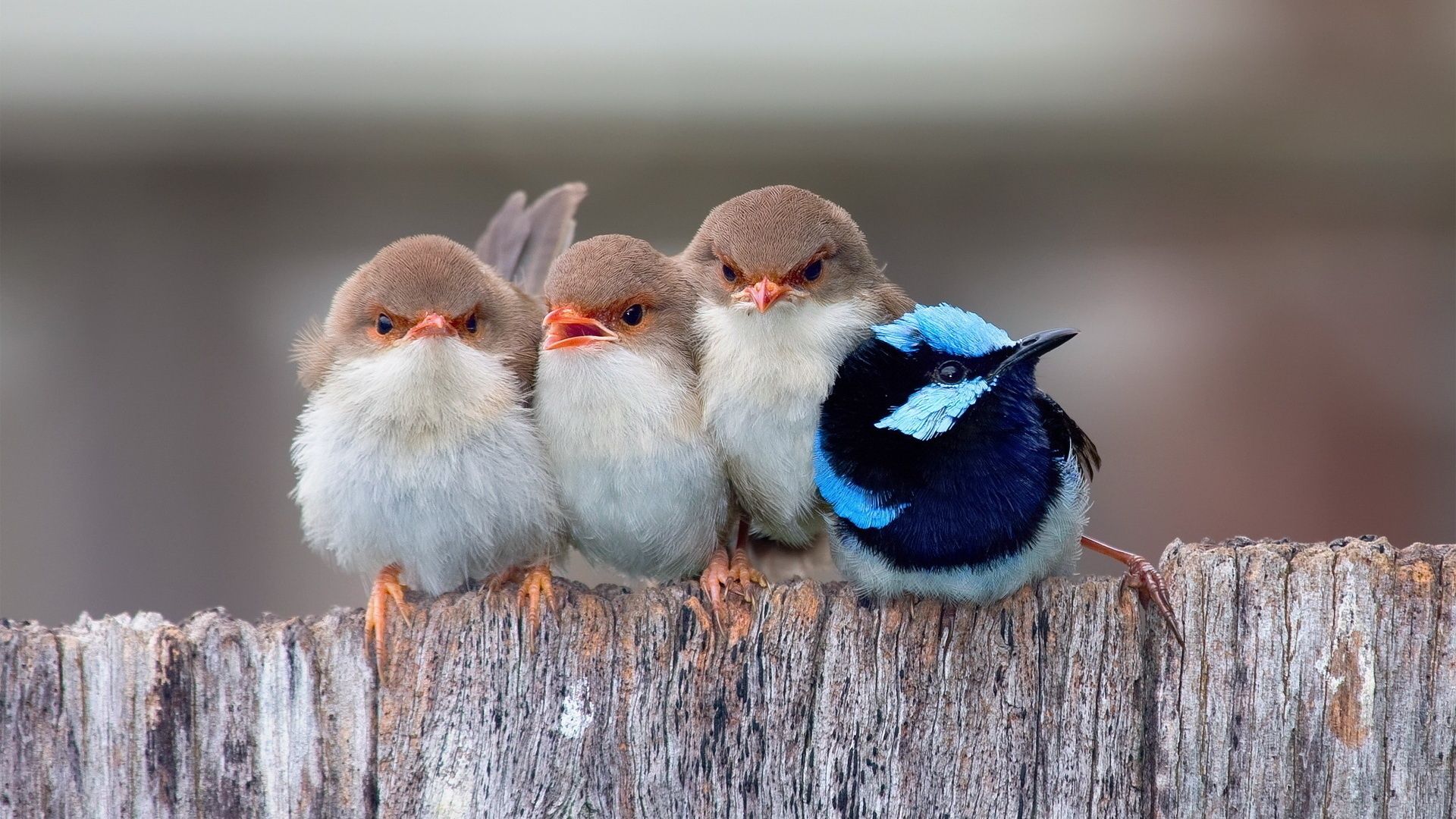 Passerine Birds Laptop Full Hd 1080p Hd 4k Wallpapers - Cute Birds , HD Wallpaper & Backgrounds