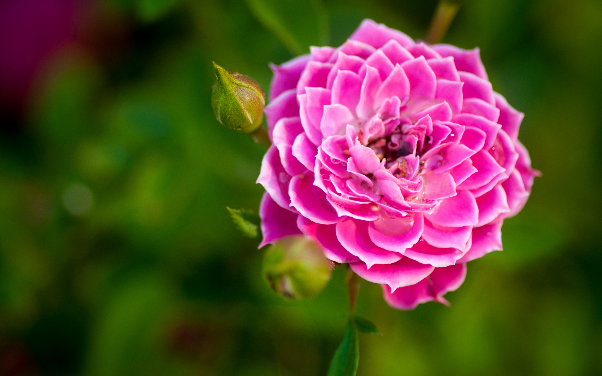 #rose, #pink, #wallpaper, #hd, #flower, #nature, #garden - Hd Wallpapers Nature Flowers , HD Wallpaper & Backgrounds