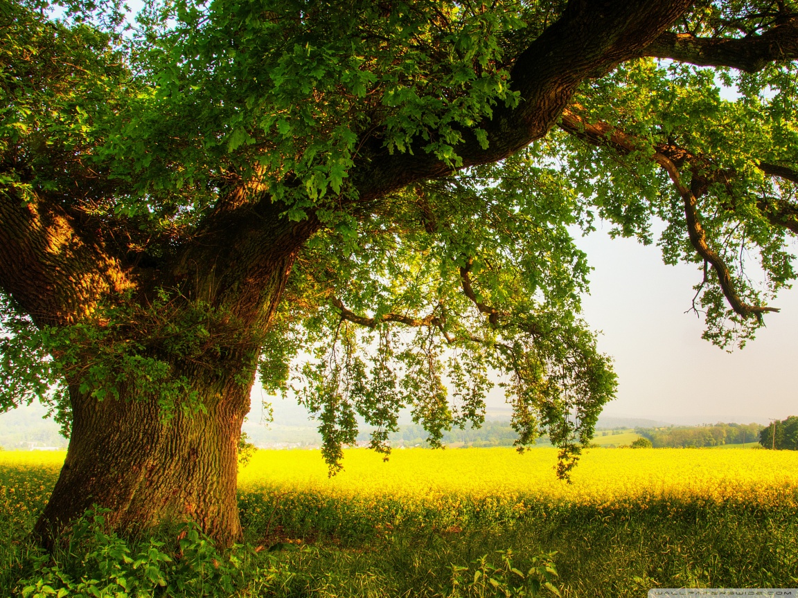 Standard 4 - - Tree In The Field , HD Wallpaper & Backgrounds