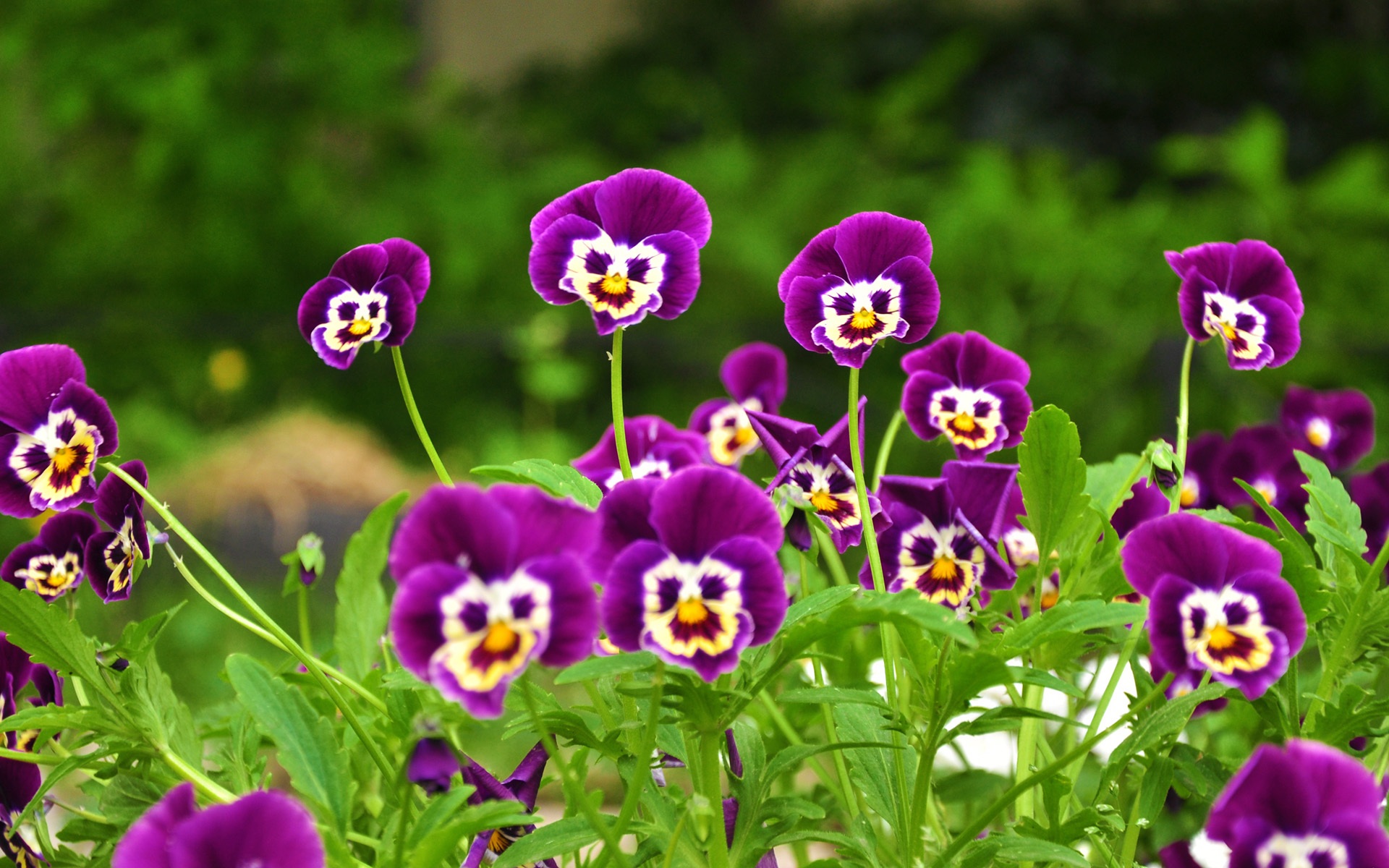 Montessori Botany - Strange Flower , HD Wallpaper & Backgrounds
