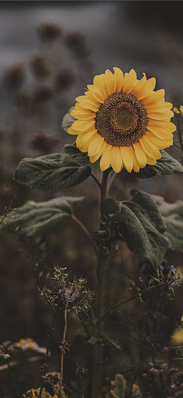 Sunflower Iphone X Wallpaper - Sunflower Wallpaper Iphone Xs Max , HD Wallpaper & Backgrounds