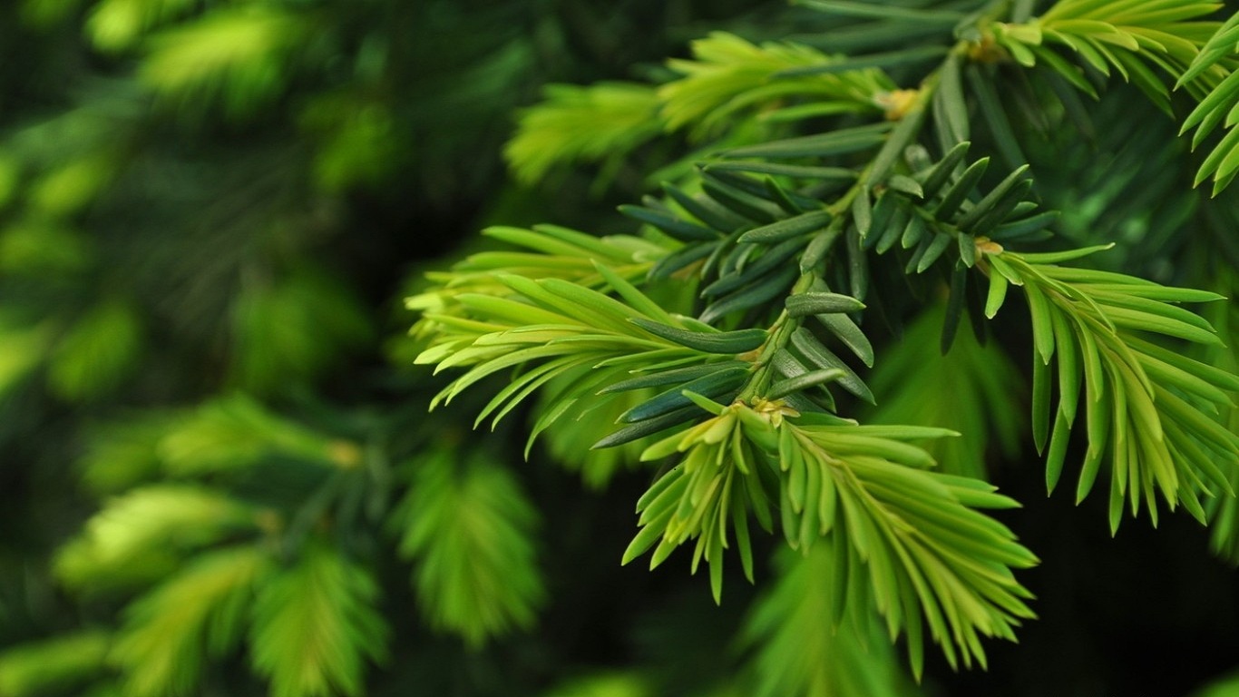 Pine Tree Wallpaper - Pine Tree Close Up , HD Wallpaper & Backgrounds