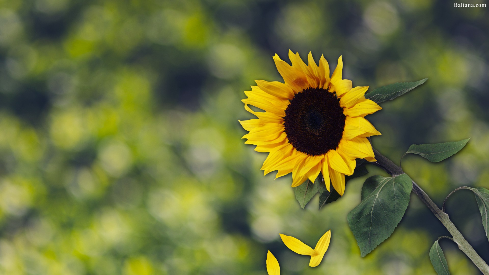 Sunflower Wallpapers Full Hd - Green Dslr Background , HD Wallpaper & Backgrounds