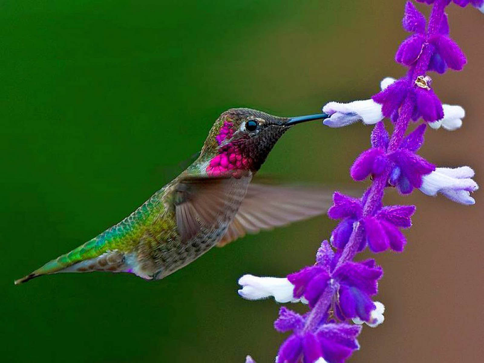 Colorful Hummingbirds Hd , HD Wallpaper & Backgrounds