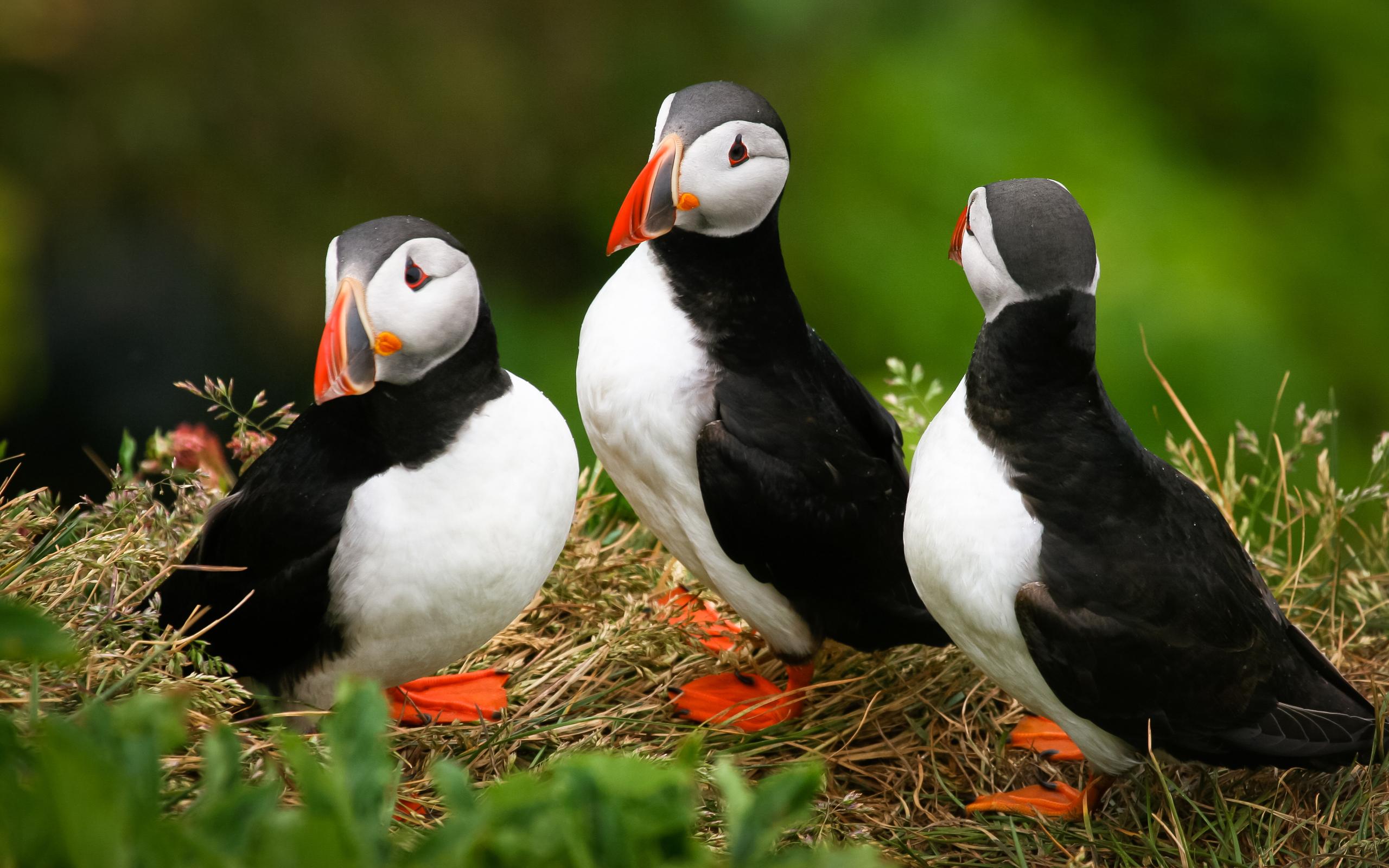 Puffin Wallpapers Group With 54 Items - Cute Puffin , HD Wallpaper & Backgrounds