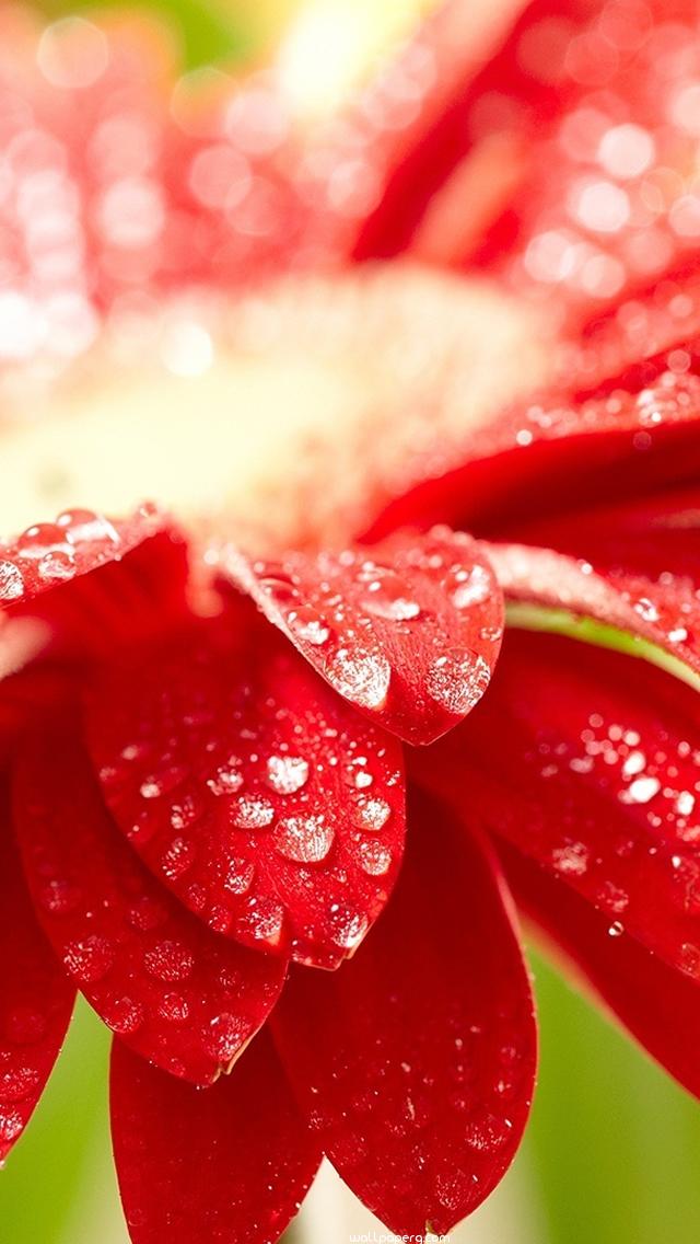 Amazing Red Flower Hd Wallpaper For Mobile Screen Savers - Flower 4k Wallpaper Iphone , HD Wallpaper & Backgrounds