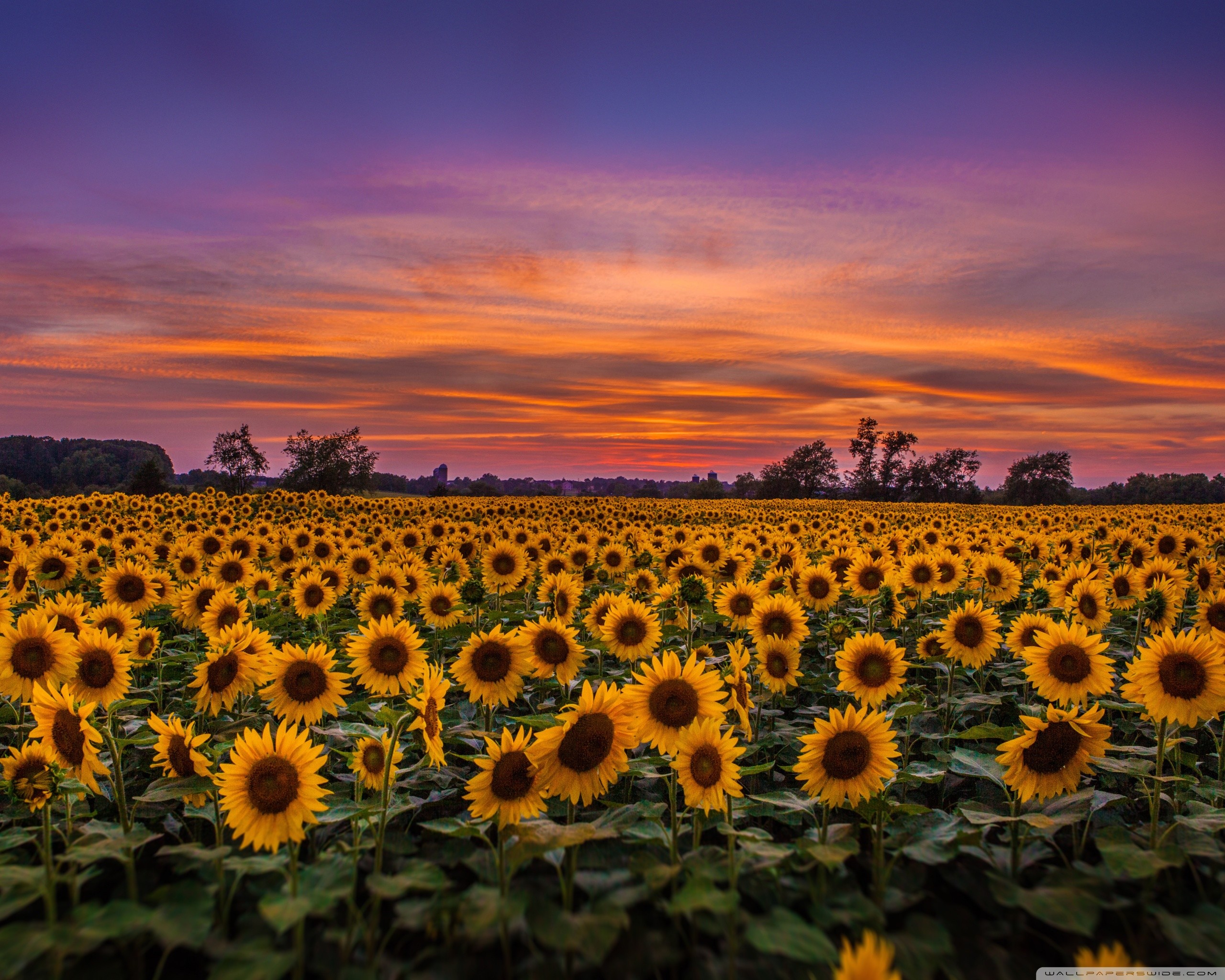 Yellow Sunflower - Sunflower Field Wallpaper Iphone , HD Wallpaper & Backgrounds