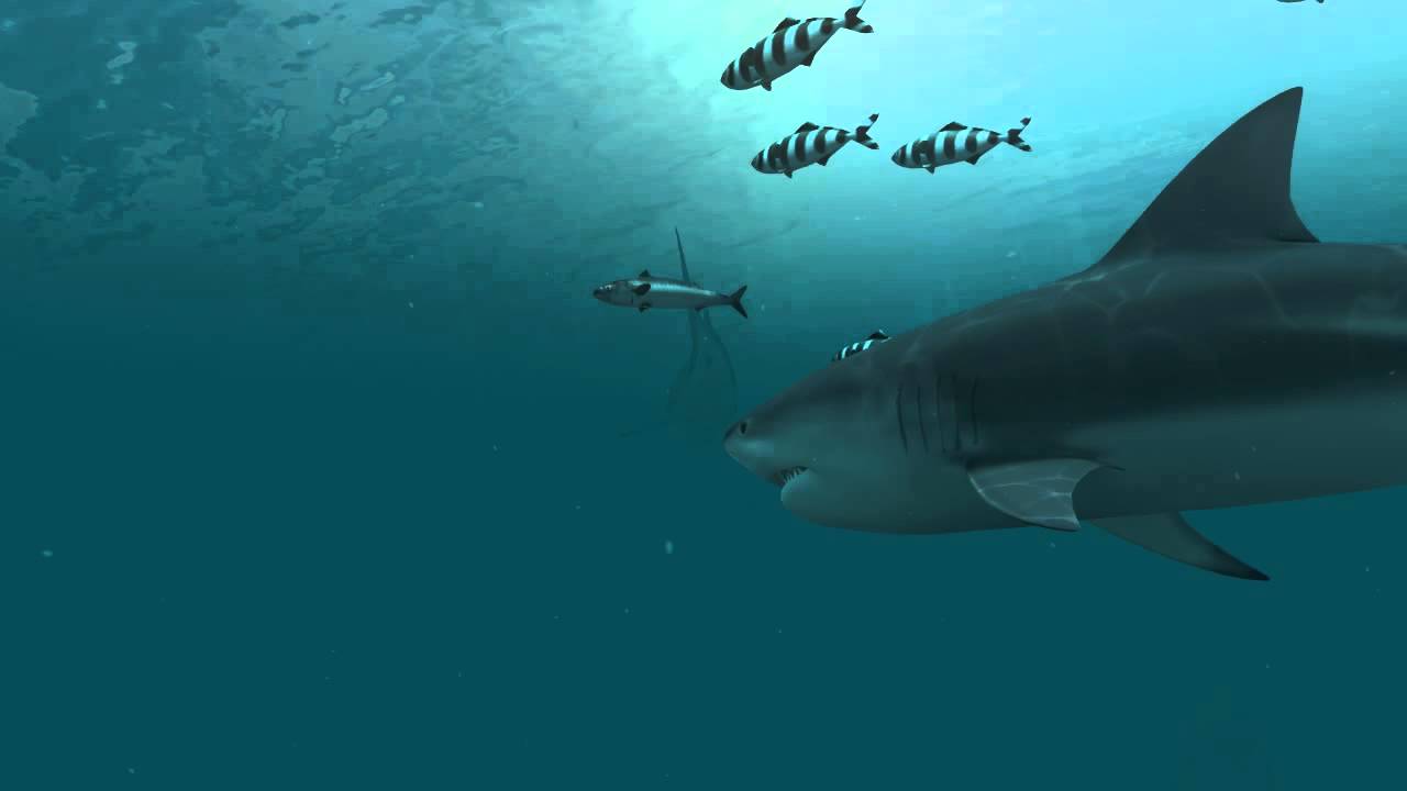 Sharks 3d Live Wallpaper And Screensaver - Moving Shark , HD Wallpaper & Backgrounds