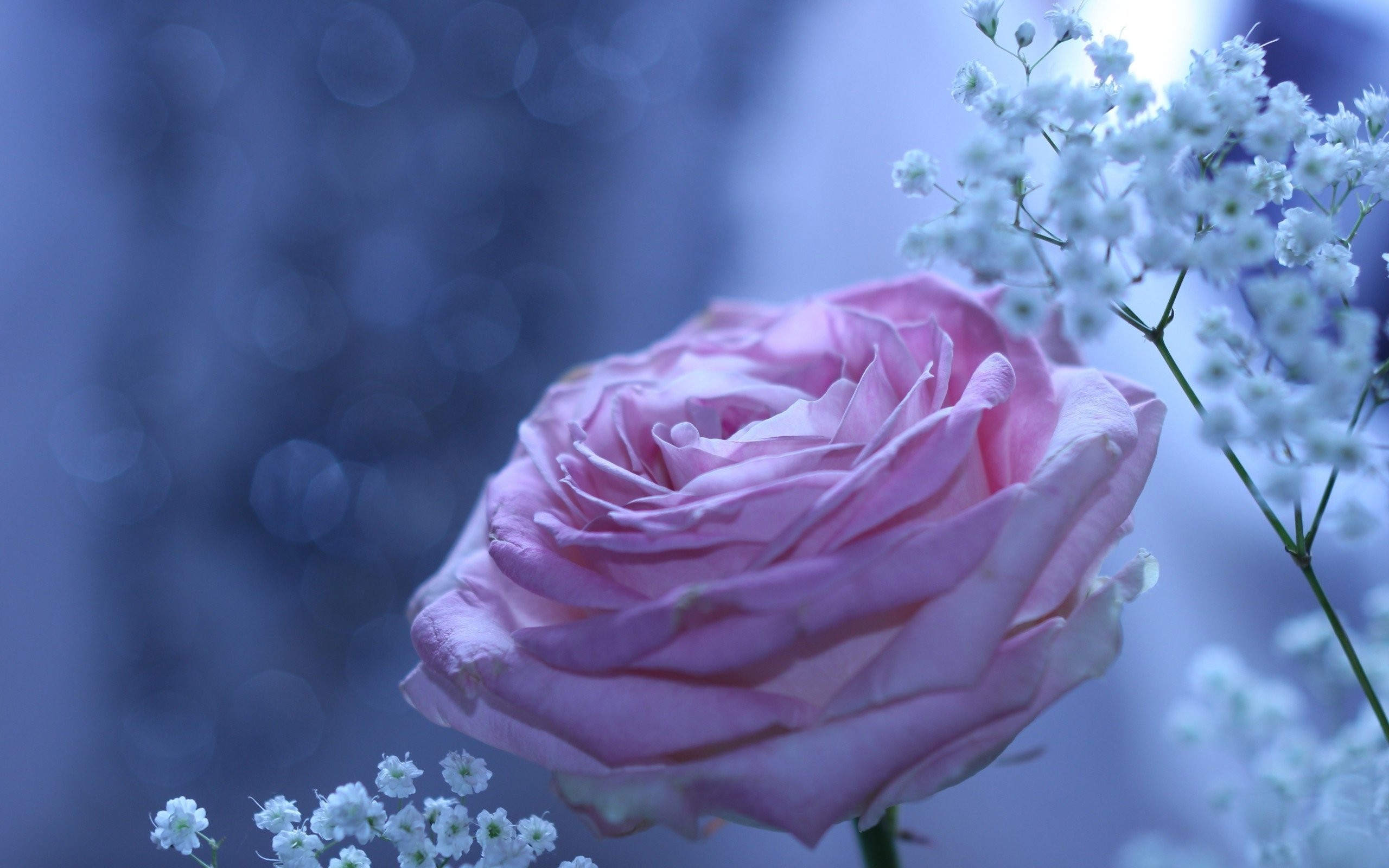 Smells,rose, Beautiful, Flower, Wallpaper,cool Images, - Unique Beautiful Roses Wallpaper Hd , HD Wallpaper & Backgrounds