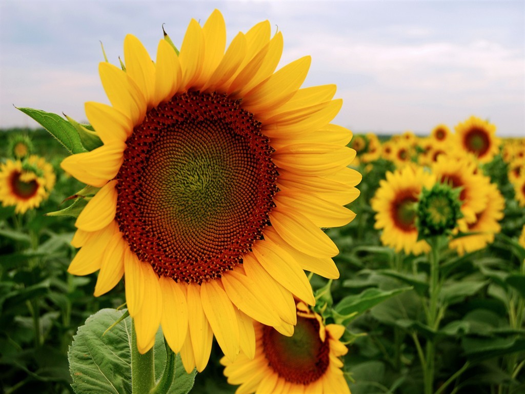 Sunflower Wallpaper - State Motto Of Tennessee , HD Wallpaper & Backgrounds
