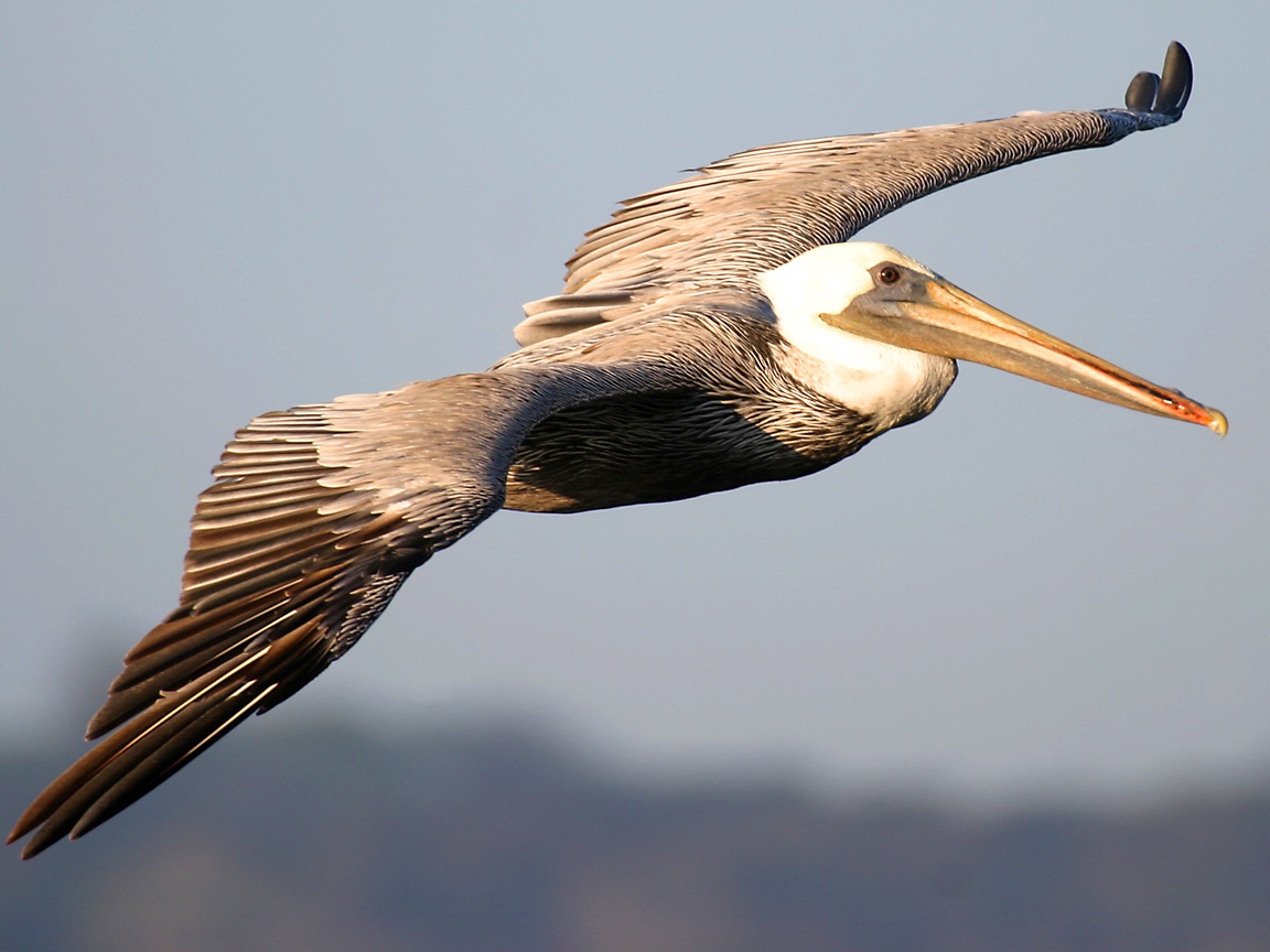 Brown Pelican Fly , HD Wallpaper & Backgrounds