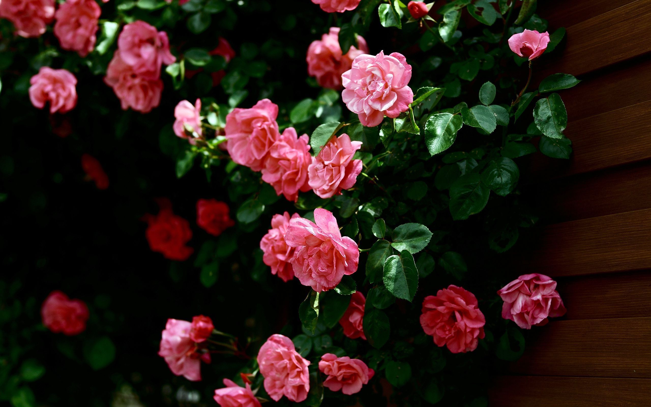 Pink Roses Picture - Screensaver Roses , HD Wallpaper & Backgrounds