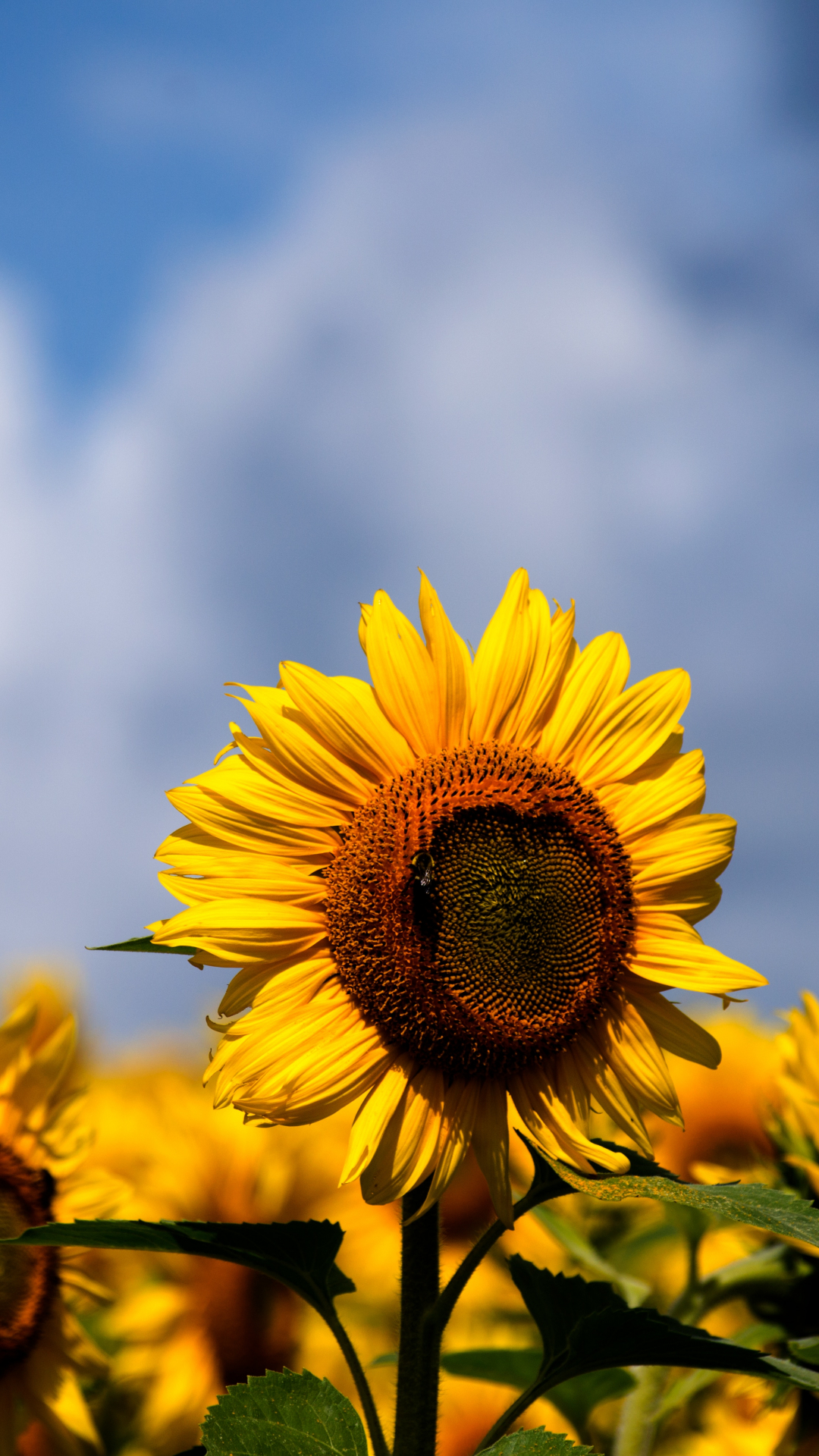 Sunflowers Iphone Wallpaper - Sunflowers And Jesus , HD Wallpaper & Backgrounds