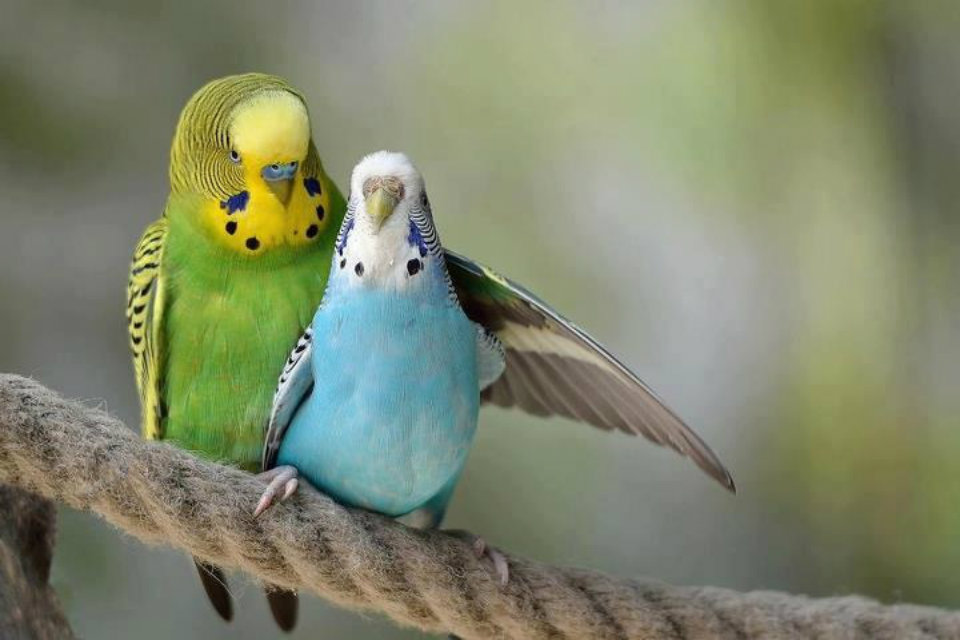 Outstanding Love Bird Wallpaper Te Love Birds Hd Wallpapers - Lovely Birds , HD Wallpaper & Backgrounds