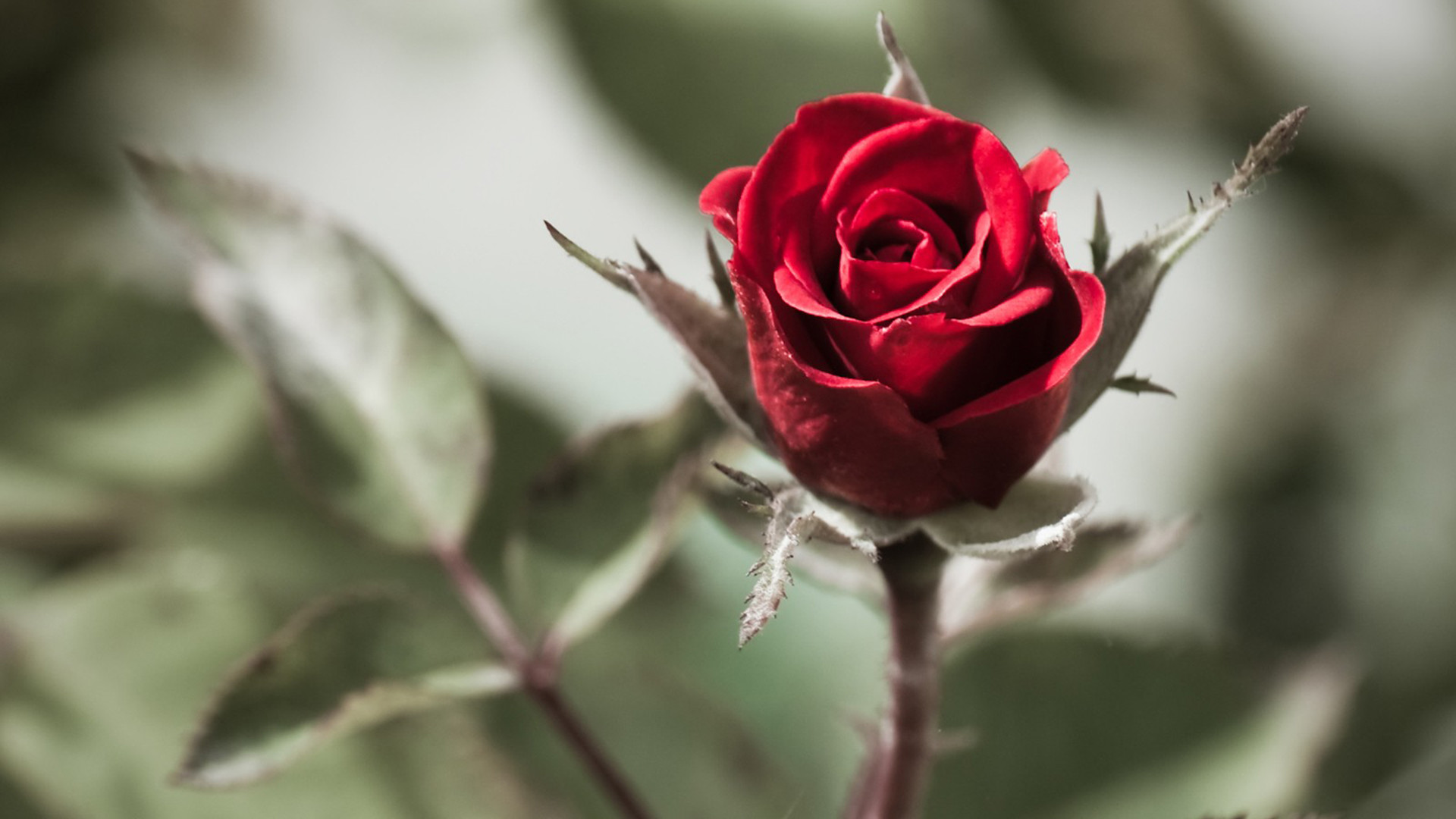 Beautiful Flower Screensaver - Hd Red Rose Image Download , HD Wallpaper & Backgrounds