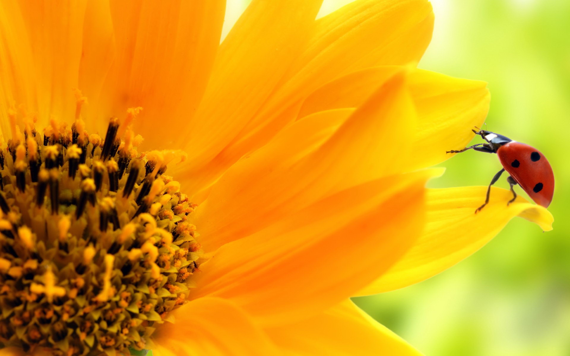 Sunflower Wallpaper Desktop Background - Sun Flowers , HD Wallpaper & Backgrounds