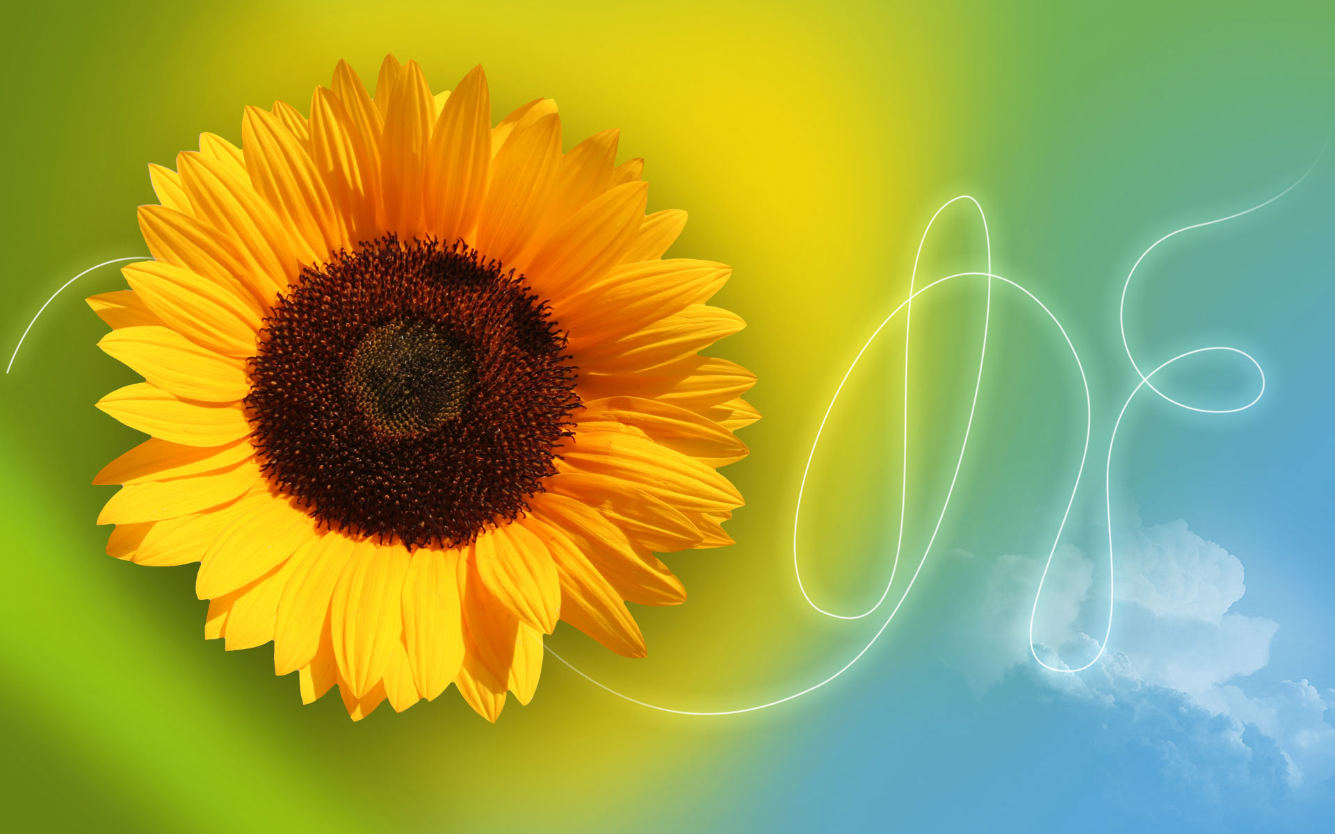 Sunflower Wallpaper Images - Adobe Photoshop Wallpaper Photo Background , HD Wallpaper & Backgrounds