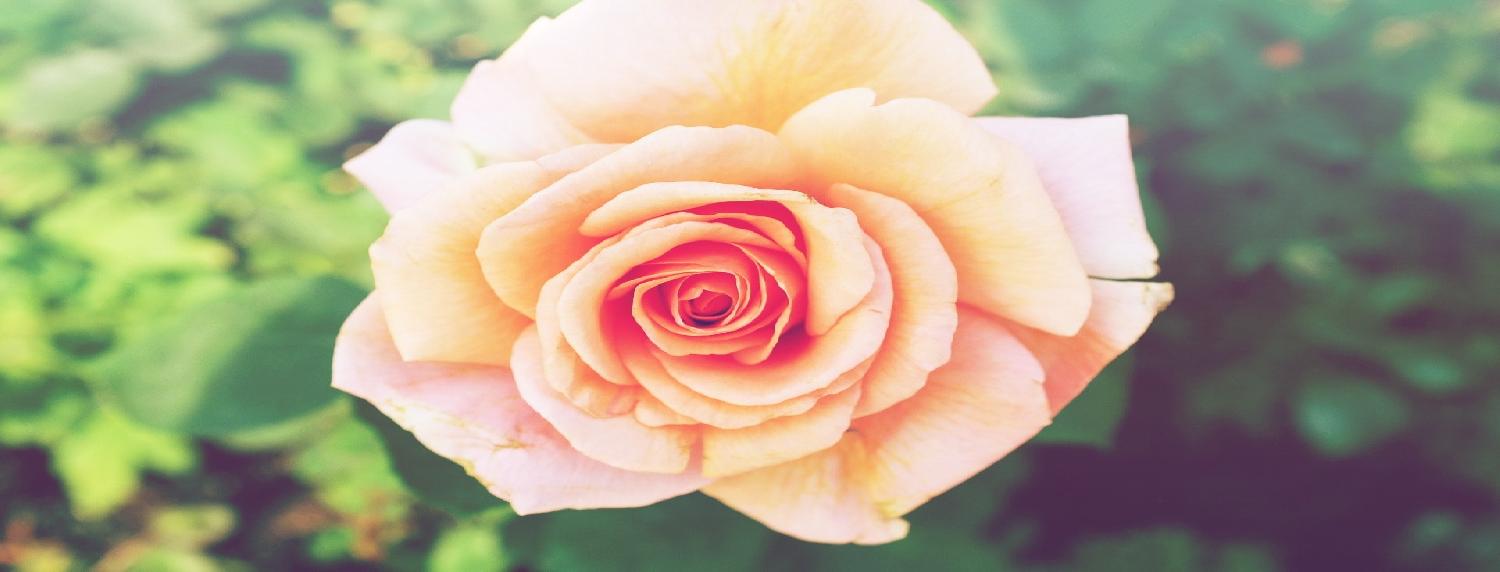 Beautiful Flower - Rose , HD Wallpaper & Backgrounds