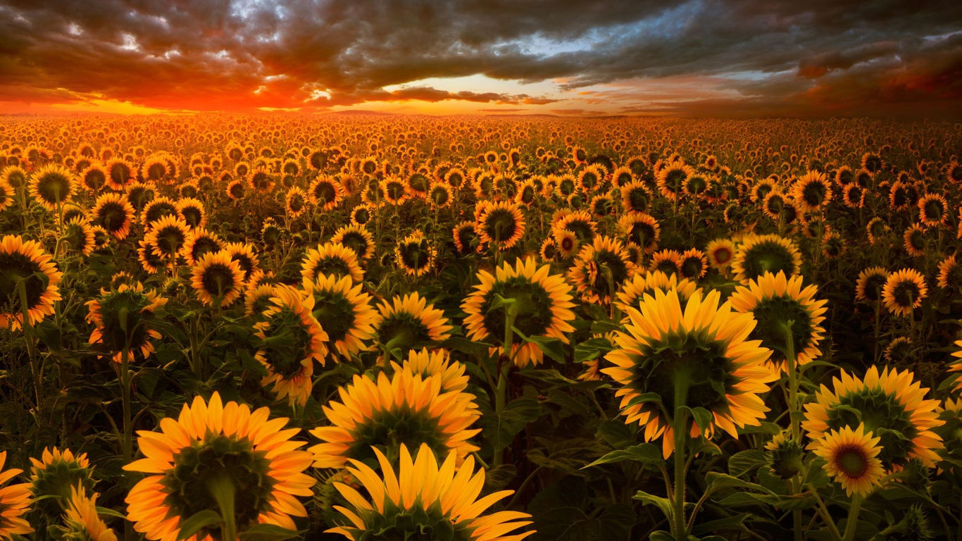 Sunflower Field Hd Wallpaper - Sunflower Wallpaper Iphone X , HD Wallpaper & Backgrounds