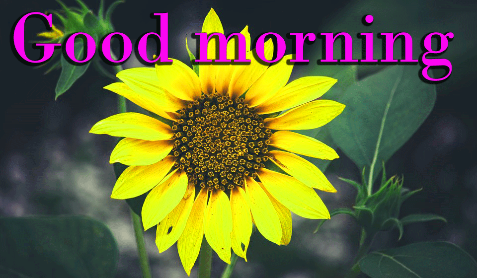 Sunflower Good Morning Wallpaper Pictures Pics Download - Beginner Sunflower Painting Easy , HD Wallpaper & Backgrounds