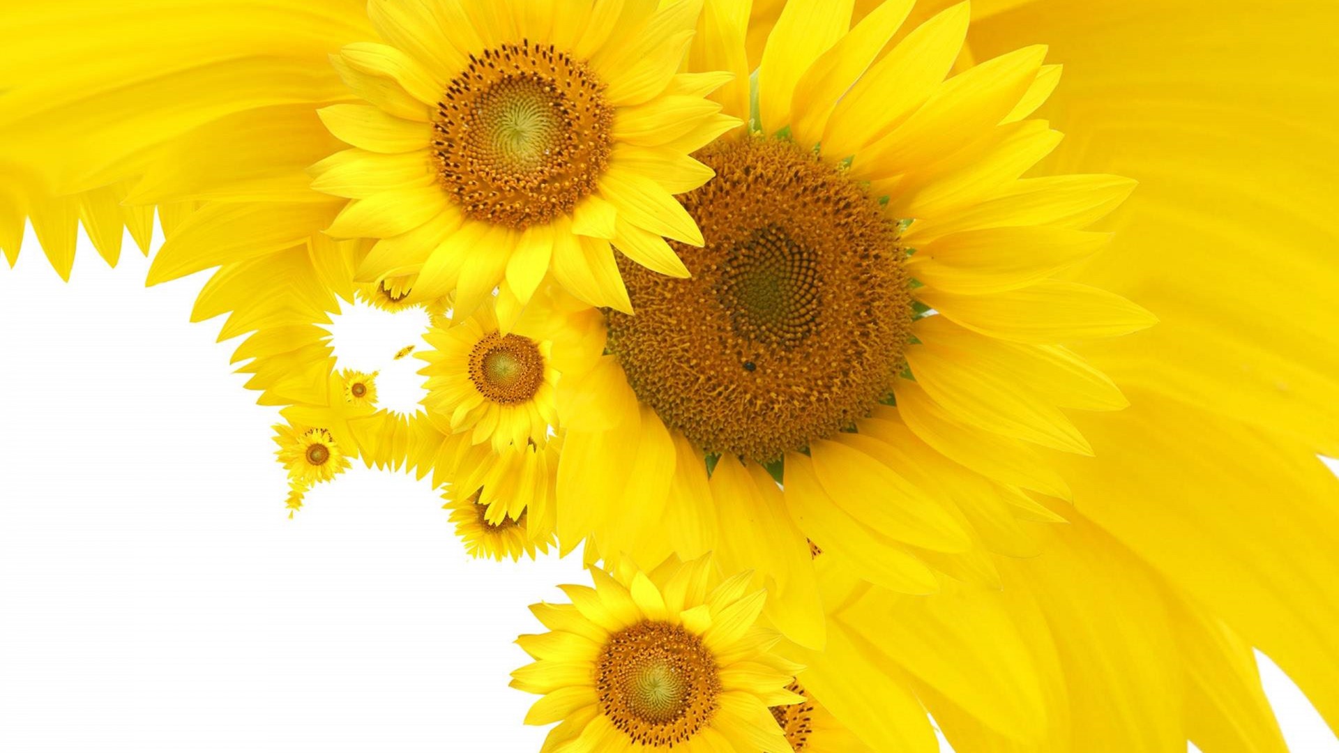 Sunflower Wallpaper Hd , HD Wallpaper & Backgrounds