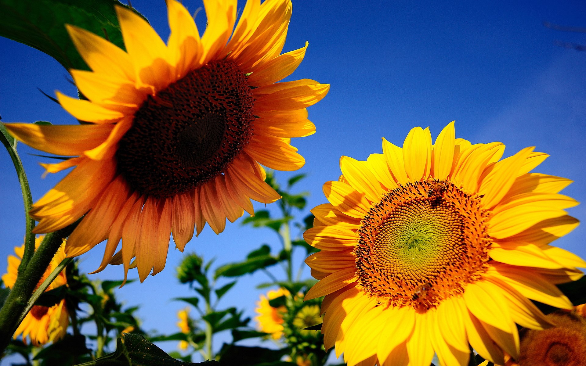 Sunflowers Talking , HD Wallpaper & Backgrounds