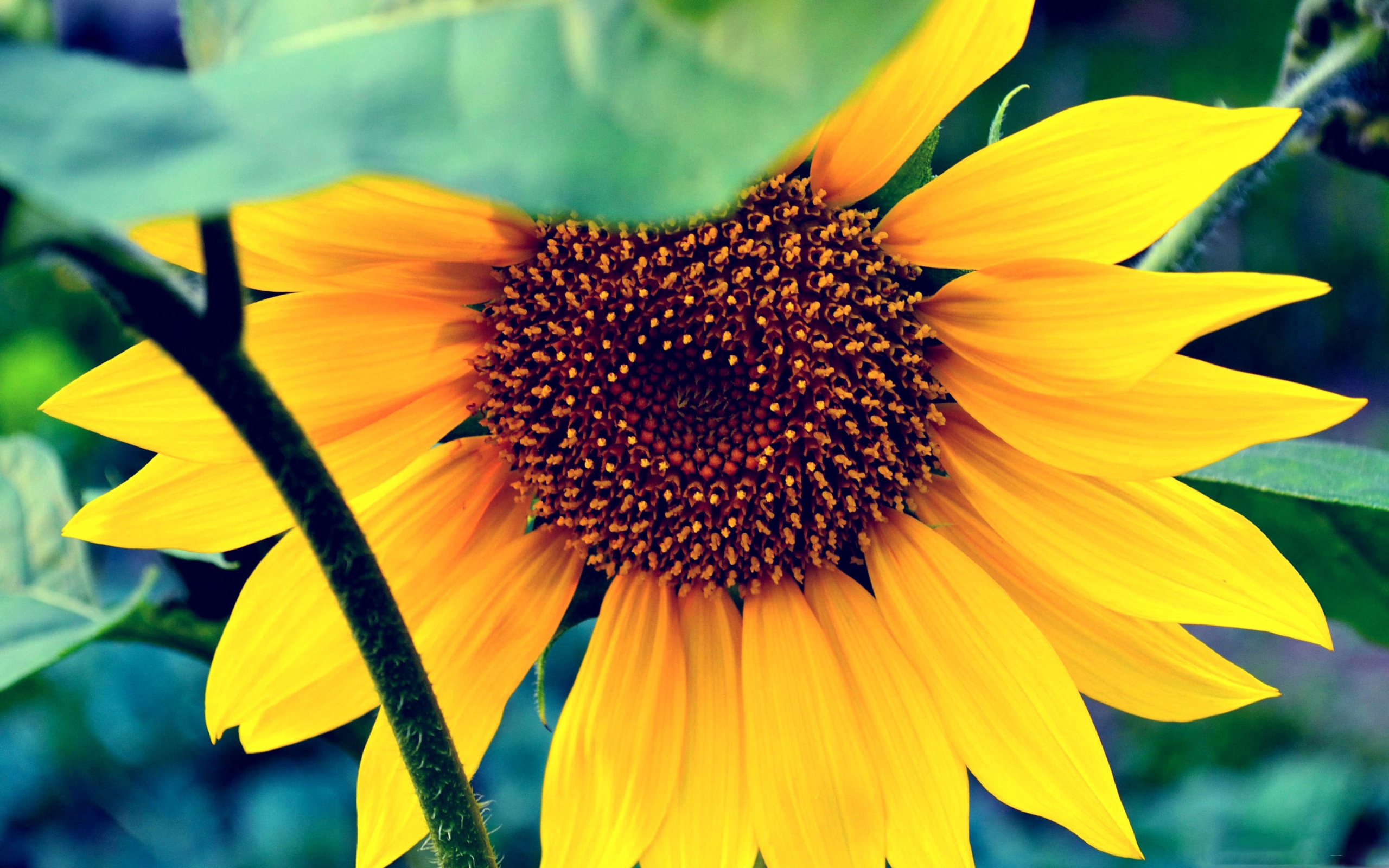 Macbook Pro Wallpaper - Sunflower Screensaver For Mac , HD Wallpaper & Backgrounds