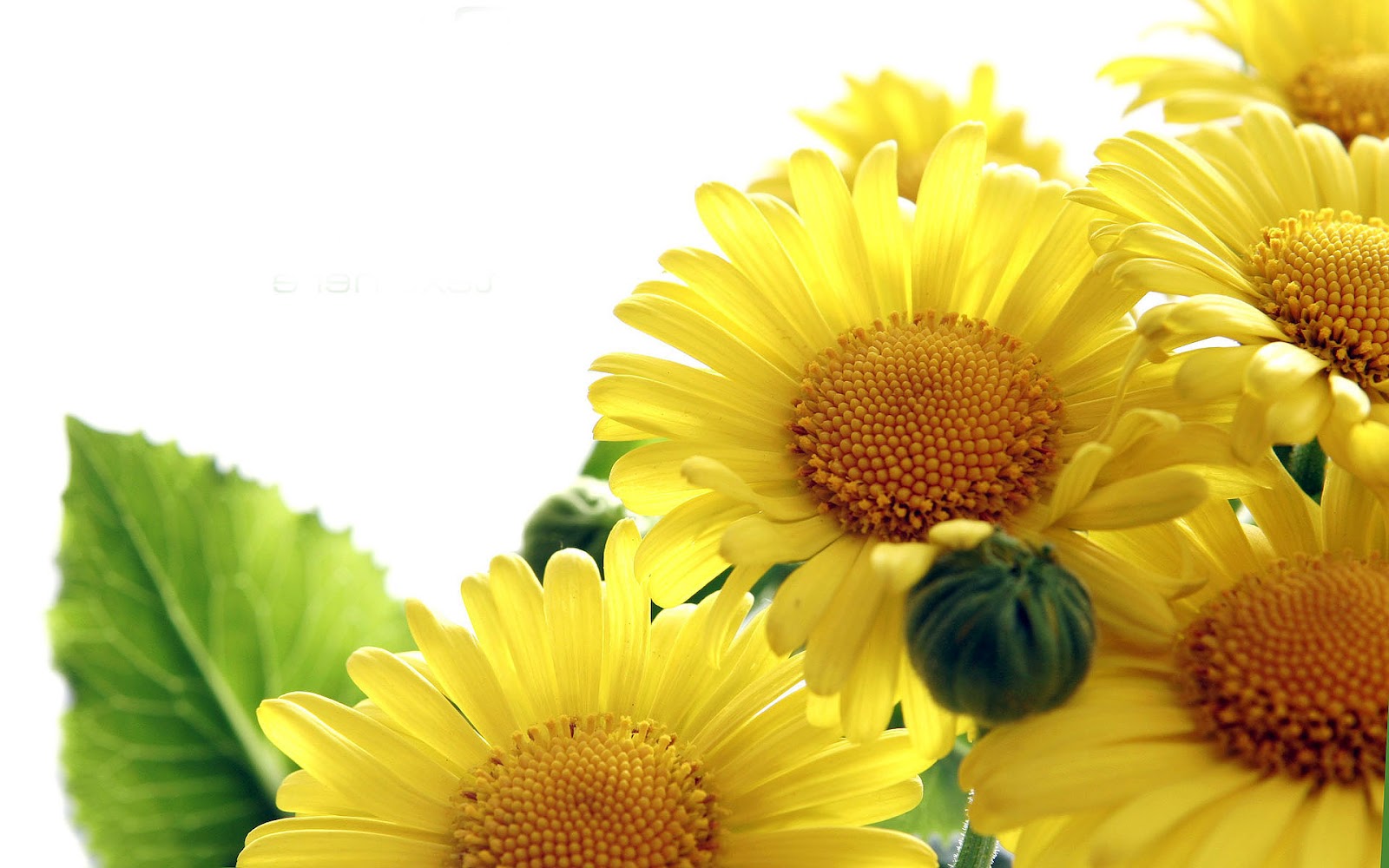 Cute Sunflower Wallpaper Attractive Sunflower Macro - Zonnebloemen Witte Achtergrond , HD Wallpaper & Backgrounds