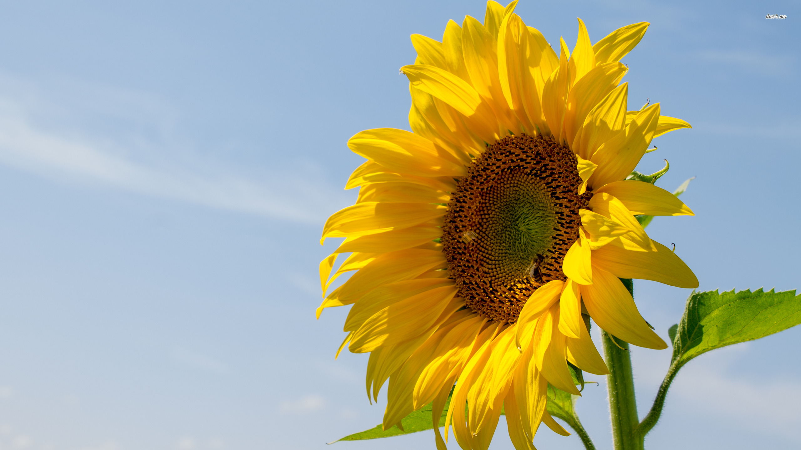 Sunflower Wallpaper - Sunflower , HD Wallpaper & Backgrounds