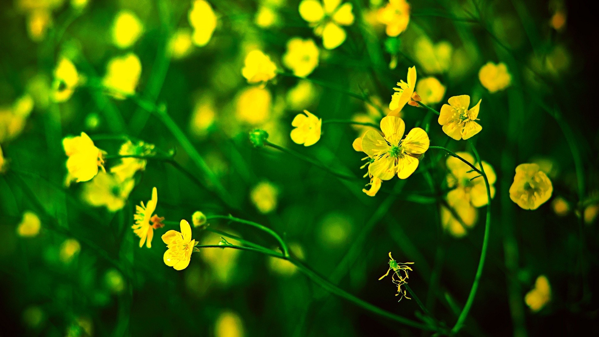 Nature Flowers Yellow Wallpaper - Yellow Flower Wallpaper Hd , HD Wallpaper & Backgrounds