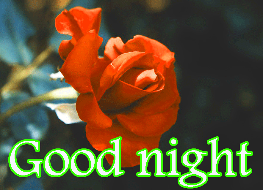 436 Free Hd Good Night Images Photo Pics Wallpaper - Good Night Rose Hd , HD Wallpaper & Backgrounds