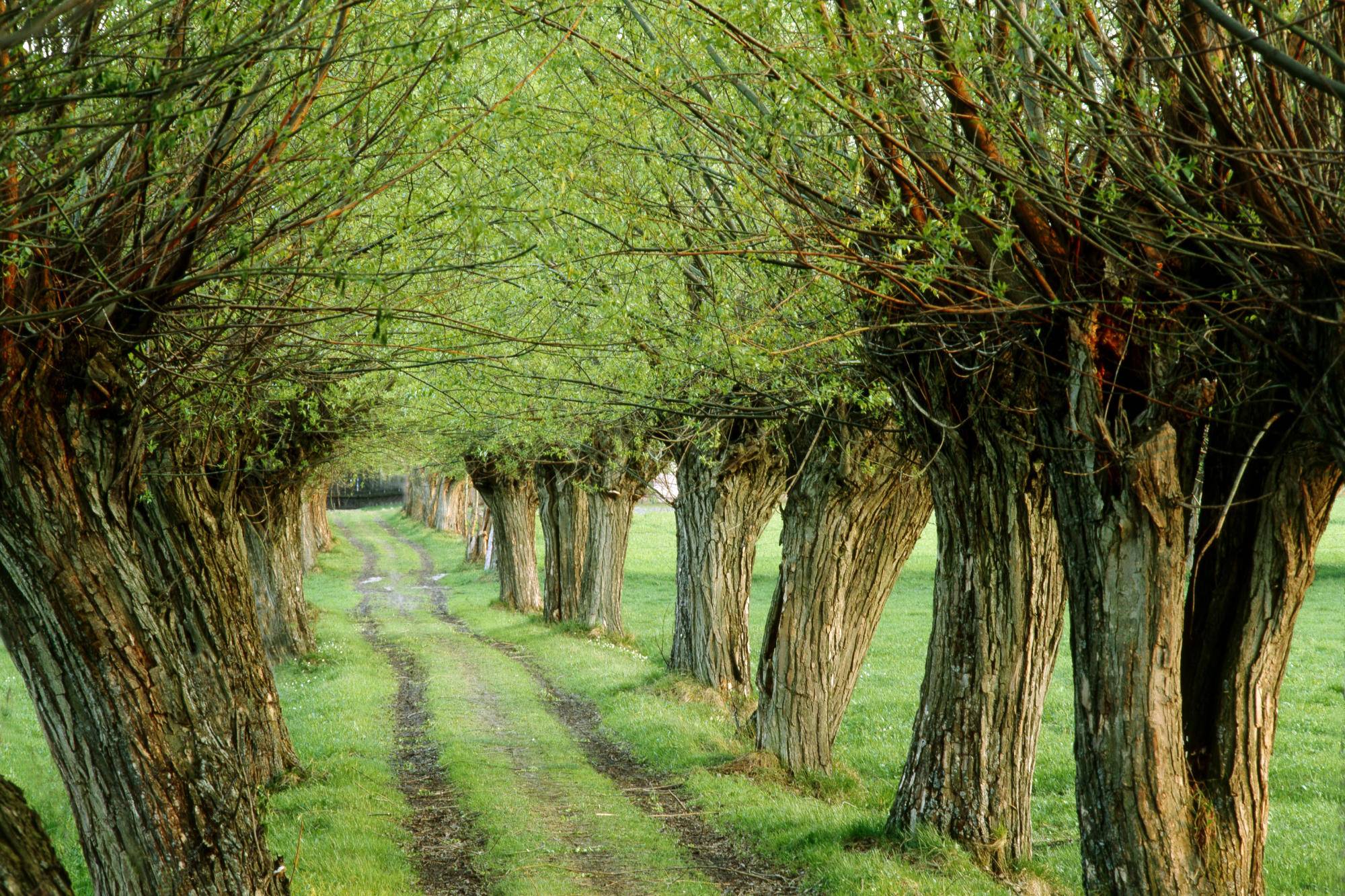 Early Spring Wallpaper Backgrounds - Peaceful Pictures For Desktop , HD Wallpaper & Backgrounds