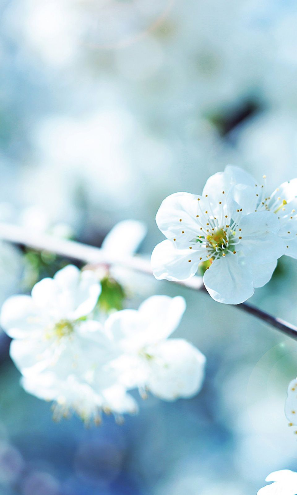 Spring Wallpapers For Phone , HD Wallpaper & Backgrounds