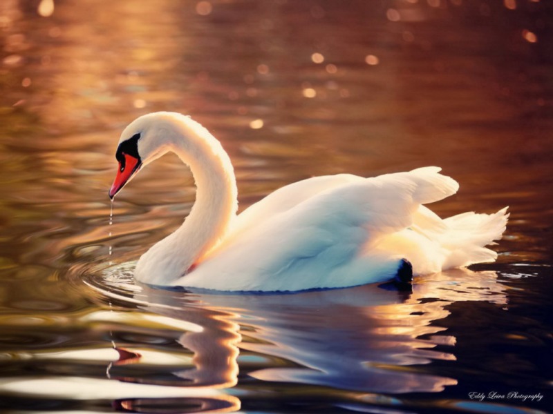 Very Very Beautiful Wallpapers - Beautiful Swan , HD Wallpaper & Backgrounds