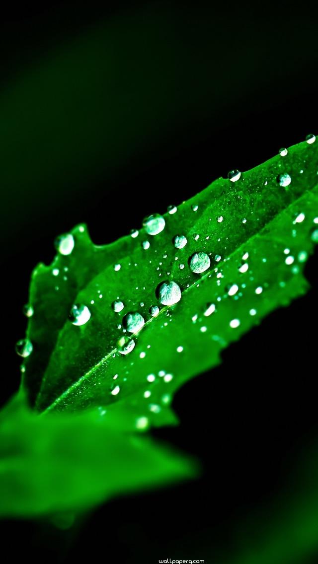 Download Leaf Hd Wallpaper For Mobile Screen Savers - Mobile Screen Saver Image Hd , HD Wallpaper & Backgrounds