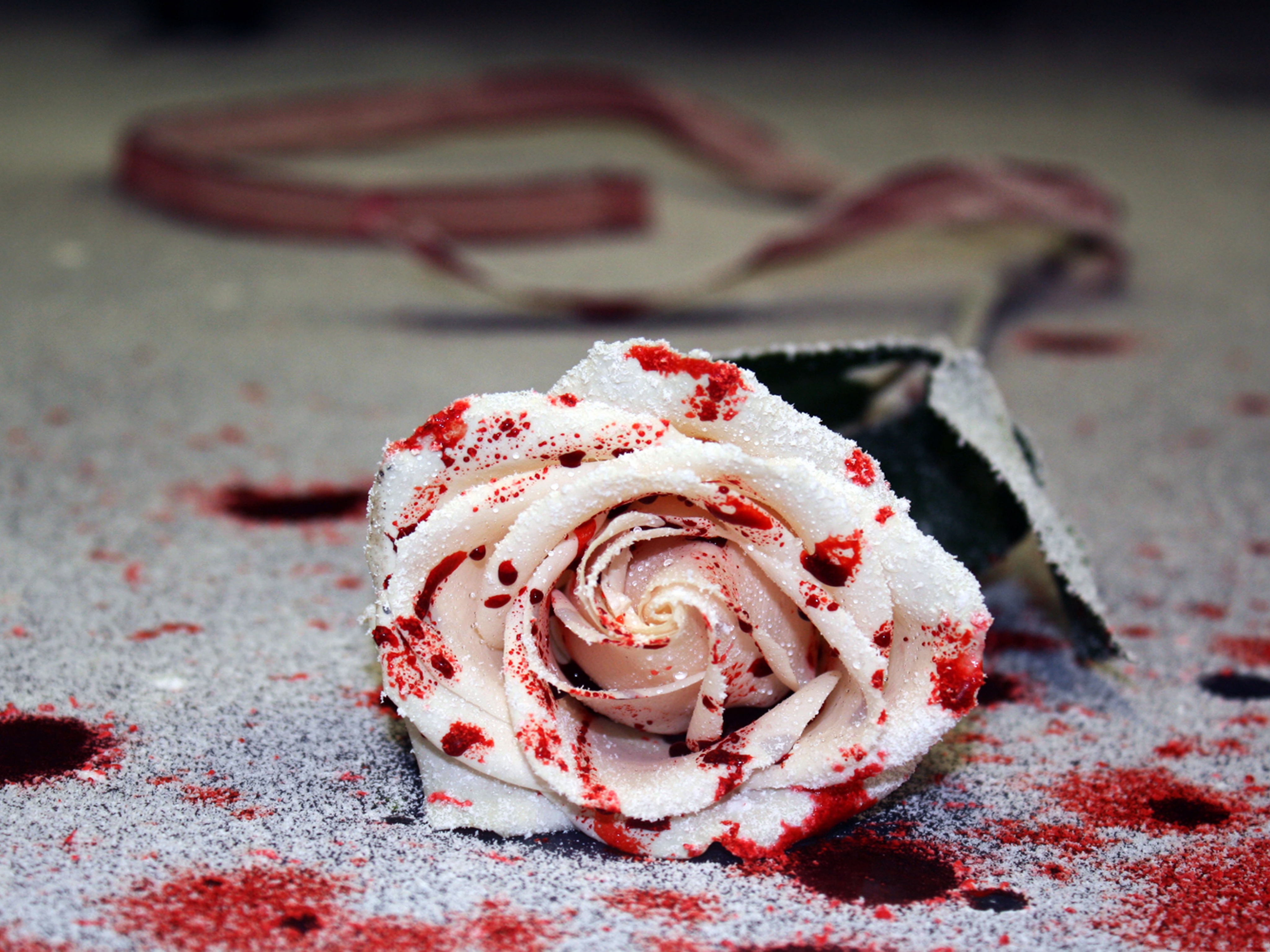 Click To Free Download The Wallpaper Free Wallpaper - Bloody Rose Free Download , HD Wallpaper & Backgrounds