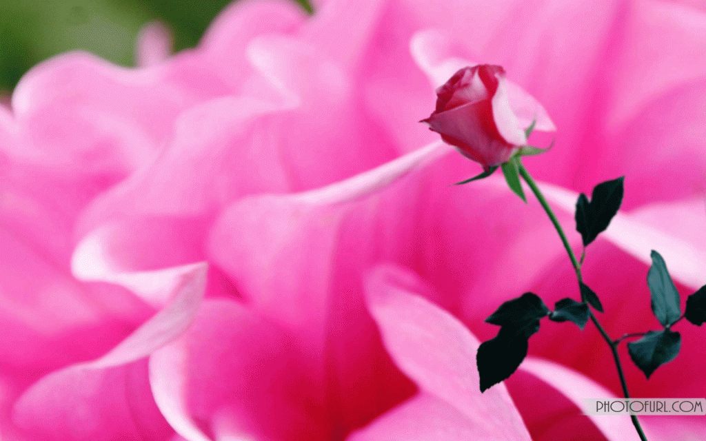 New Flower Image Downloading 147192 Hd Wallpaper