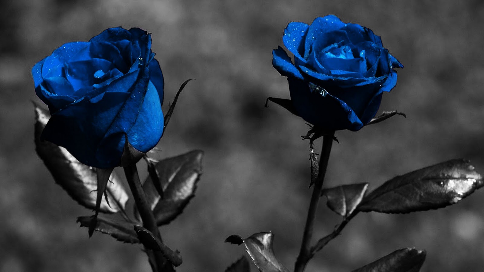 Latest 3d Wallpaper Download Latest Wallpapers To Download - Blue Rose Wallpaper Hd , HD Wallpaper & Backgrounds