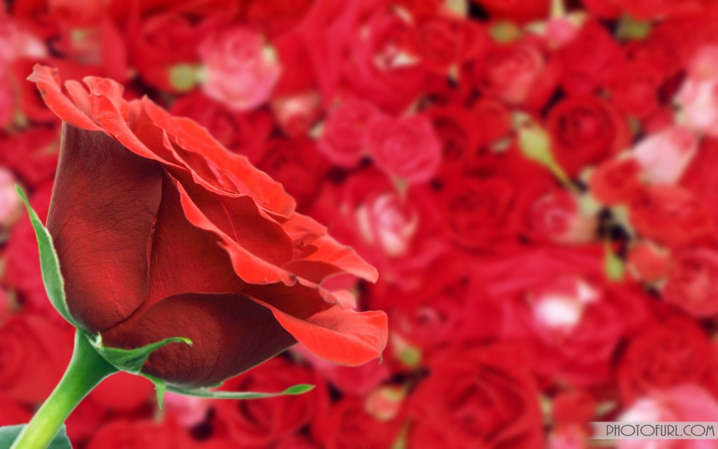 More Wallpaper Collections - Roses , HD Wallpaper & Backgrounds