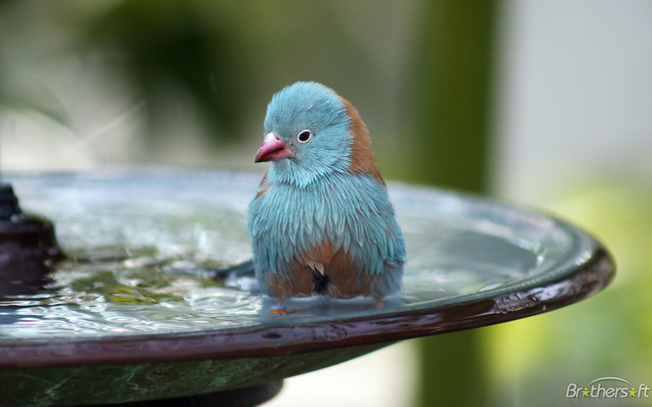 Free Wallpapers And Screensavers Birds Download Free - Bird In Bird Bath , HD Wallpaper & Backgrounds
