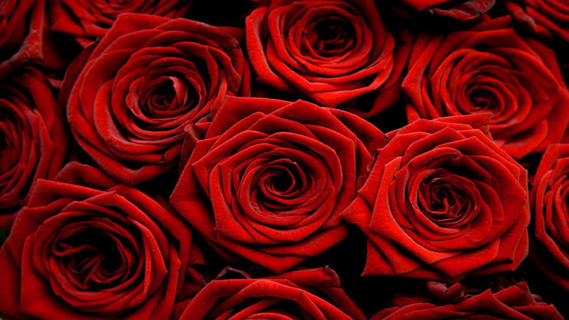 Nice Beautiful Look Hd Free Wallpaper Red Rose - Grand Prix Red Roses , HD Wallpaper & Backgrounds