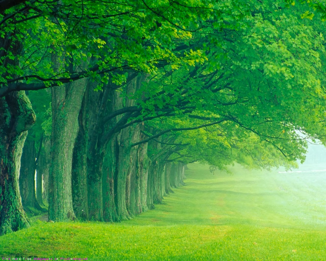 Download Wallpapers Free - Lush Green (#149383) - HD Wallpaper