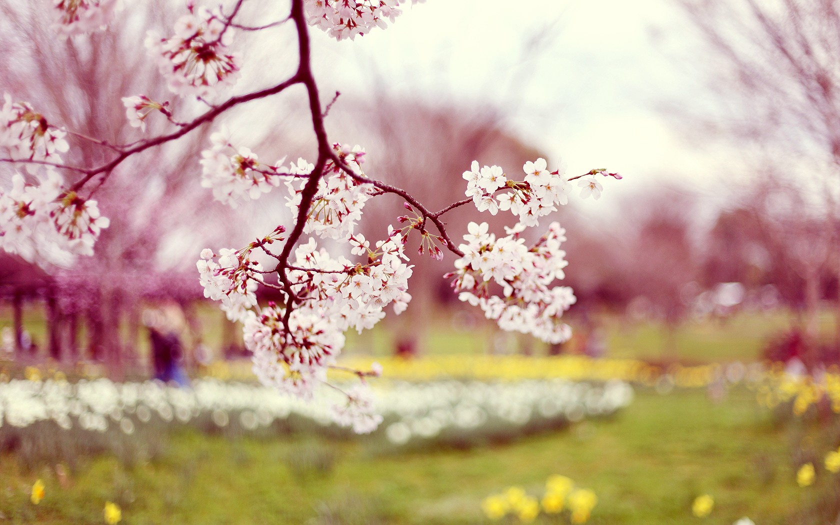 Flowers - Spring Background , HD Wallpaper & Backgrounds